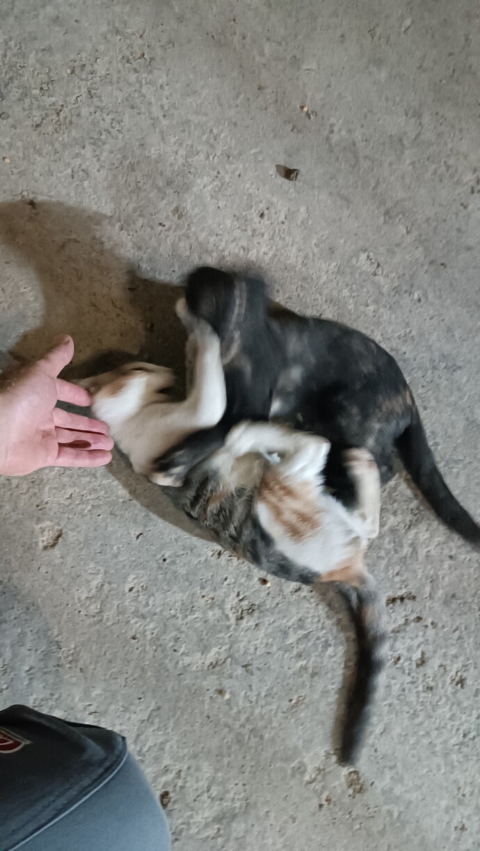 Eşek kadar oldular. Fotoğraf çekmek bile mümkün değil. Durmuyorlar. Satayım mı bunları size?