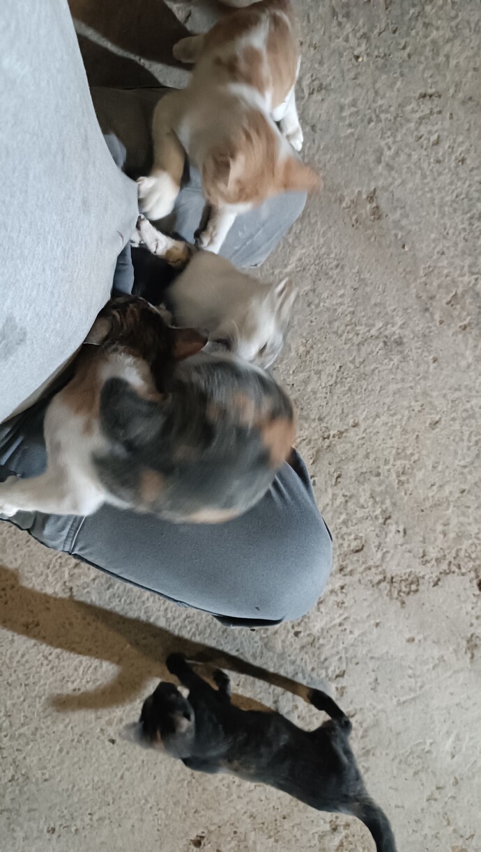 Eşek kadar oldular. Fotoğraf çekmek bile mümkün değil. Durmuyorlar. Satayım mı bunları size?