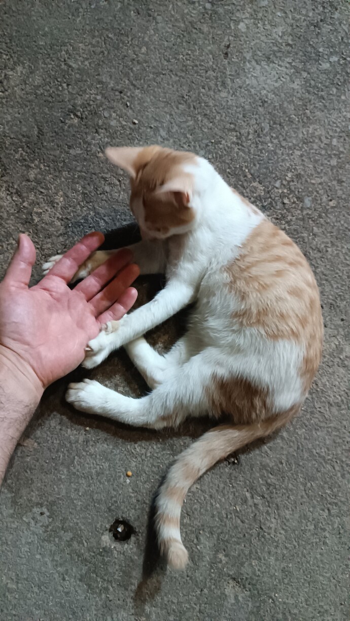 Eşek kadar oldular. Fotoğraf çekmek bile mümkün değil. Durmuyorlar. Satayım mı bunları size?