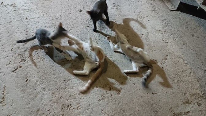 Eşek kadar oldular. Fotoğraf çekmek bile mümkün değil. Durmuyorlar. Satayım mı bunları size?