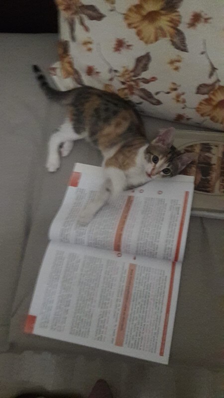 Ölen kedimi çok özlüyorum çözümü Ne olabilir ki?