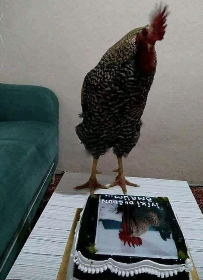 Evcil horozum hüseyinin doğum gününü kutlayalım mı?