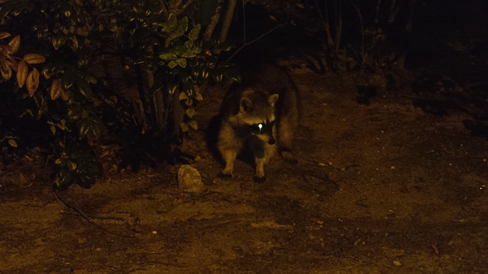 Rakun 🦝 / 9 Eylül 2026 - 0:56
