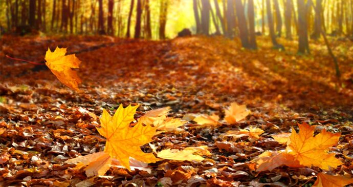 Çok hoş renkler 🍂🍁