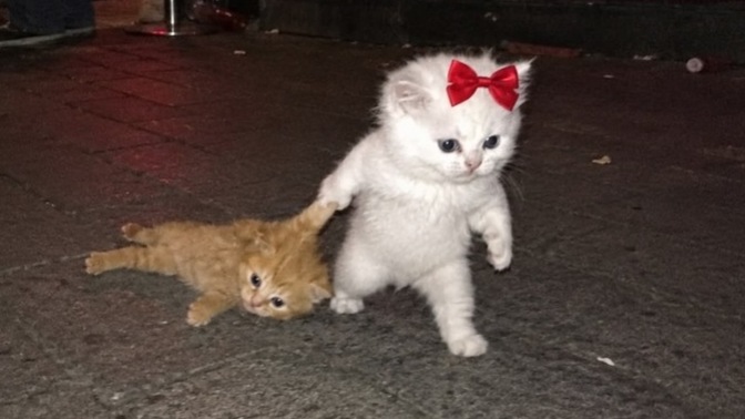 Kendi her haltı yiyip karşındakine ahkam kesenler belasını bulur mu?