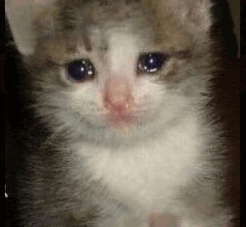 Barış_LonelyForever kedisi