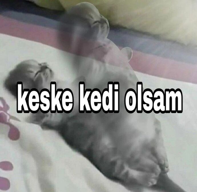 Sizce hangimizin kedisi daha tatlı?
