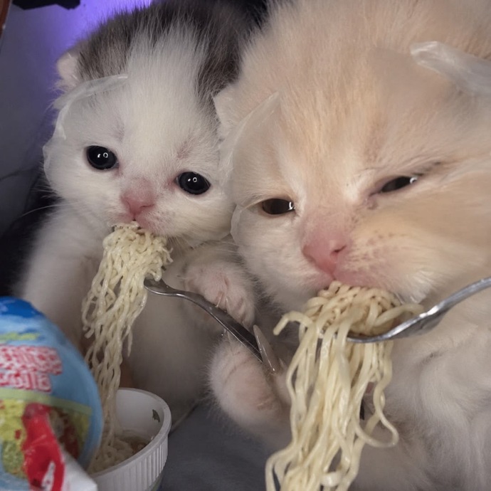 Kız kavgası catfight izlemeyi, konuşmayı sevenler burada mı?