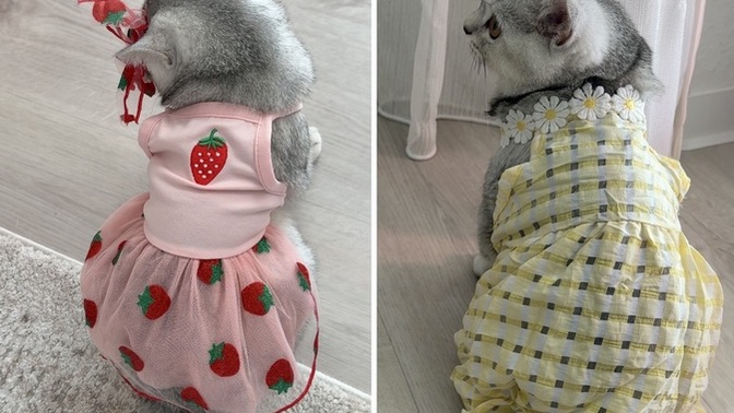 Kedime kıyafet seçtim, nasıl olmuş?