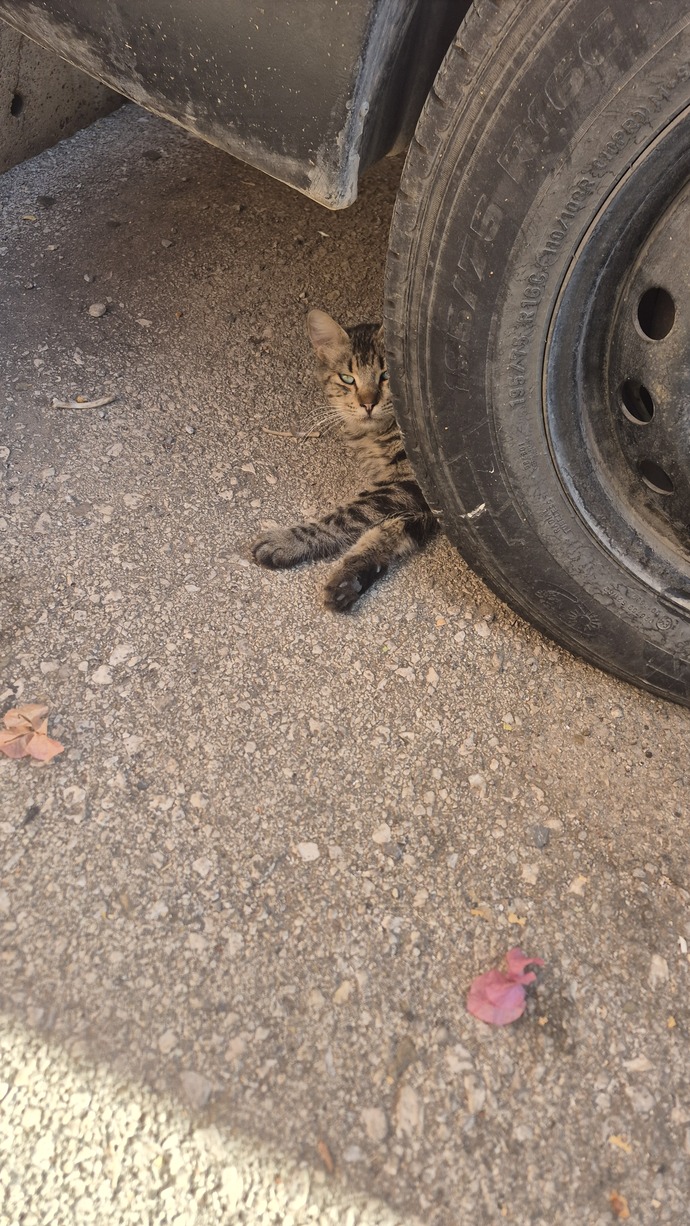 Kediler çok tatlı değil mi?