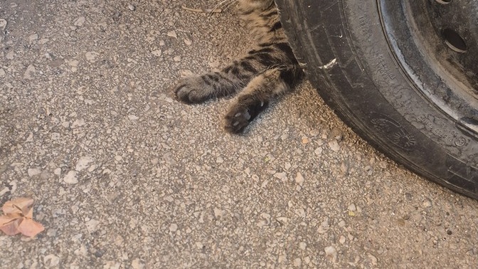 Kediler çok tatlı değil mi?