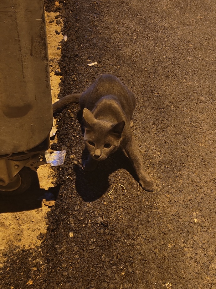 Çöpün yanında bulduğum bu kedi ne cinsi, saf mı sokak kedisi mi?