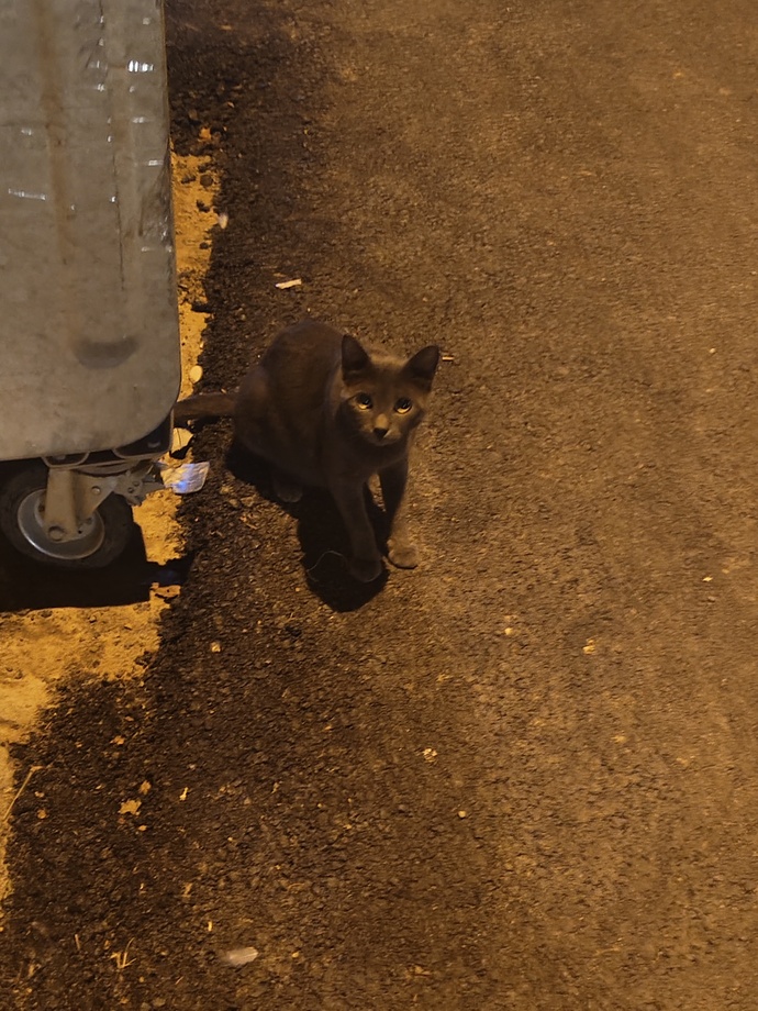 Çöpün yanında bulduğum bu kedi ne cinsi, saf mı sokak kedisi mi?