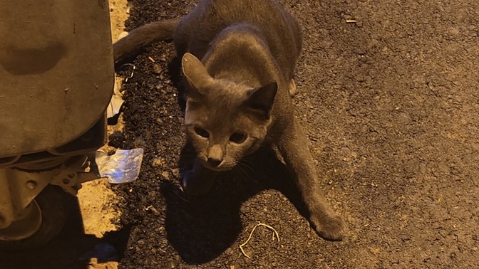 Çöpün yanında bulduğum bu kedi ne cinsi, saf mı sokak kedisi mi?