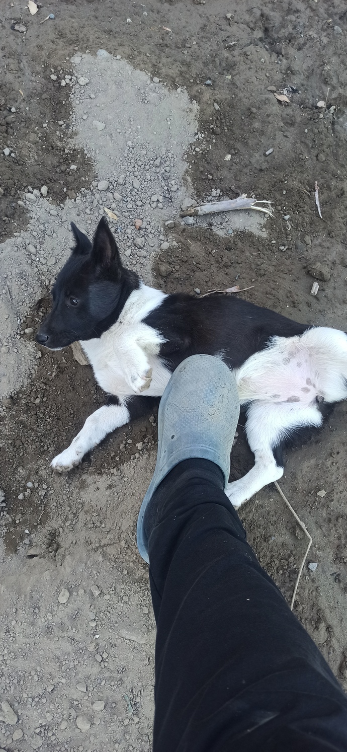 Köpeğimin adı ne olsun?