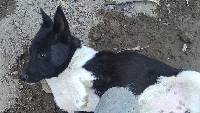 Köpeğimin adı ne olsun?