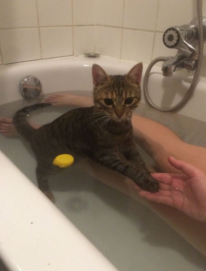 Kedim beni hiç yanız bırakmıyor sizin kedi böyle ni?