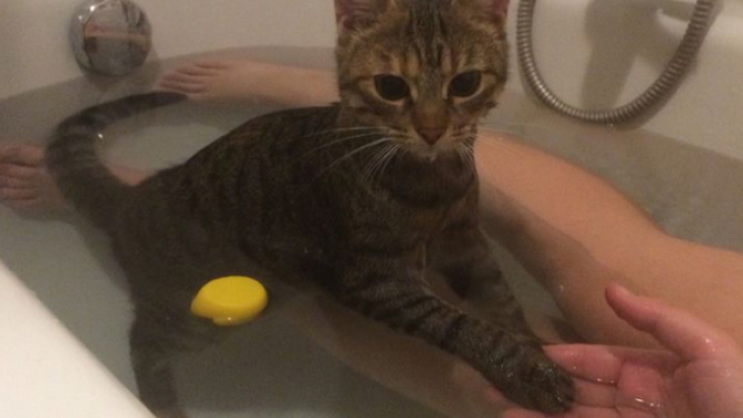 Kedim beni hiç yanız bırakmıyor sizin kedi böyle ni?