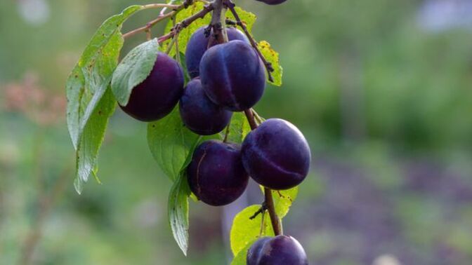 Mürdüm eriği reçeli sever misiniz, sizce en iyi nasıl yapılır?