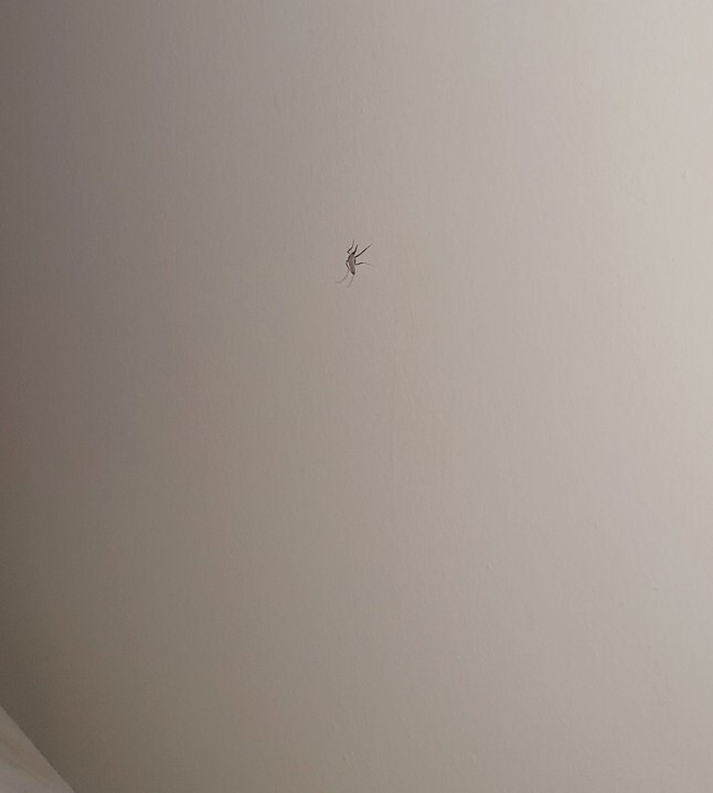 Gece vardiyası tutan sivrisineği nasıl cezalandırayım, bu kaşıntıdan nasıl kurtulurum?