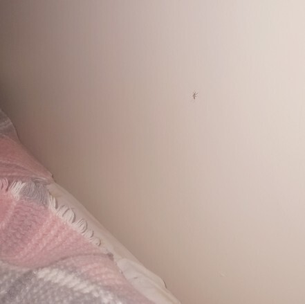 Gece vardiyası tutan sivrisineği nasıl cezalandırayım, bu kaşıntıdan nasıl kurtulurum?