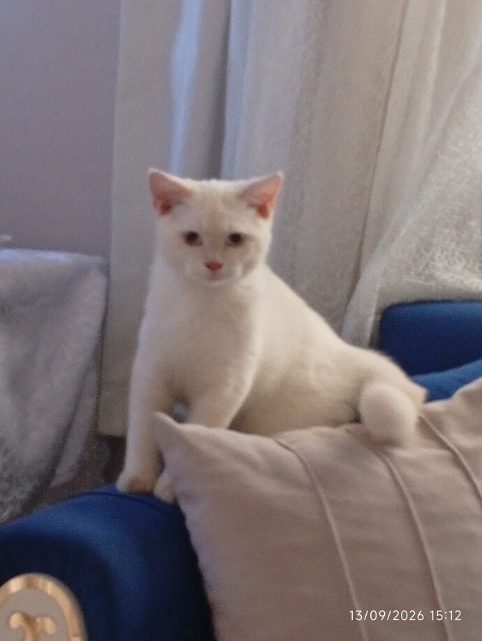 Kedim 6 aylık erkek. Ne zaman kısırlaştırmalıyım?