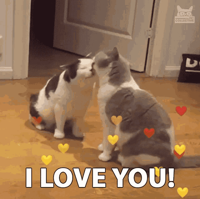 Kedi gibi olacaksın aşkumm kedii meow 😅