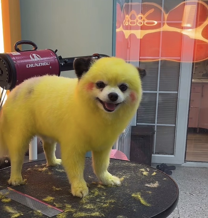Köpekleri böyle boyatmak doğru mu?