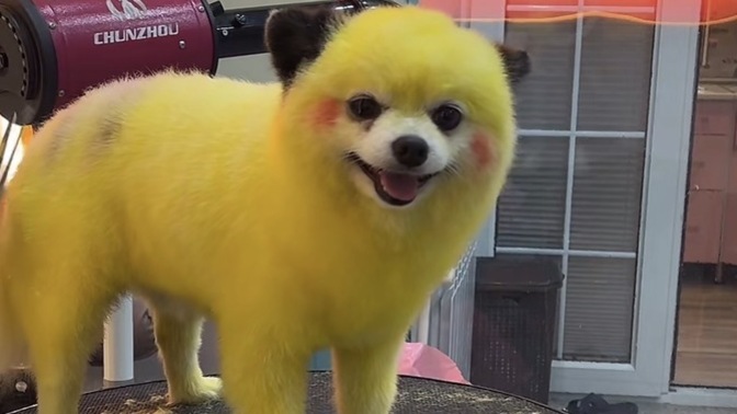 Köpekleri böyle boyatmak doğru mu?