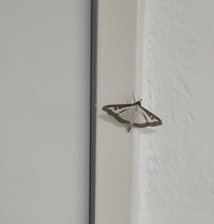 Sabah sabah odamın kapısına kelebek konması ne anlama gelioooo 🦋 ?