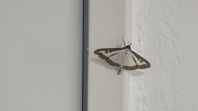 Sabah sabah odamın kapısına kelebek konması ne anlama gelioooo 🦋 ?