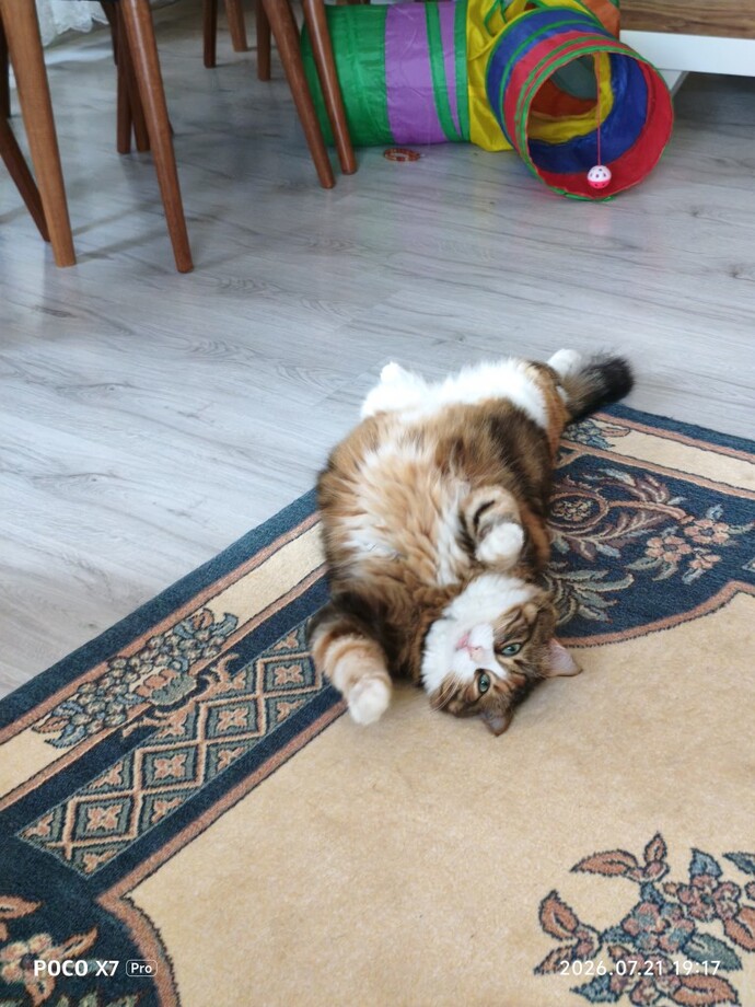 Şu rahatlığı ben yaşayamadım bu kızı gördükçe deli oluyorum 😂?
