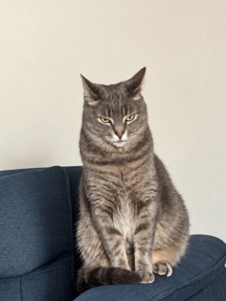 Daha önce hiç yakışıklı kedi görmüş müydünüz?