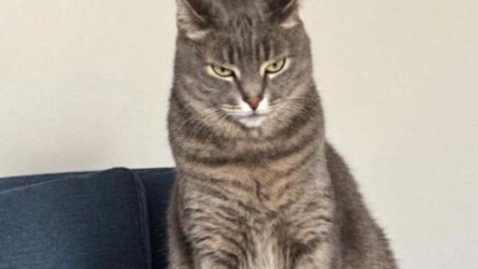 Daha önce hiç yakışıklı kedi görmüş müydünüz?