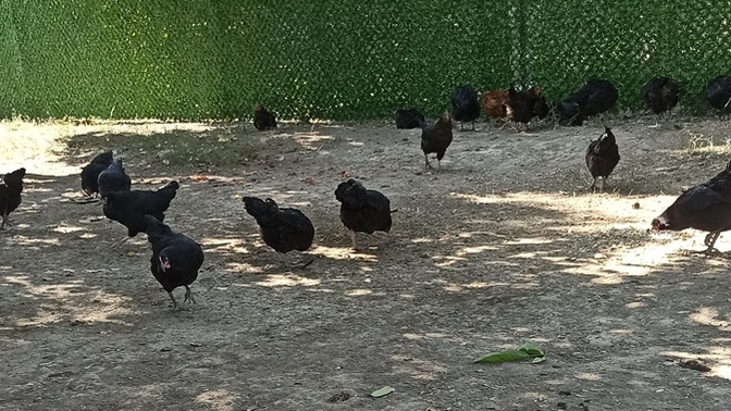 İnsanı hayvanlar mı daha çok yorar diğer insanlar mı?