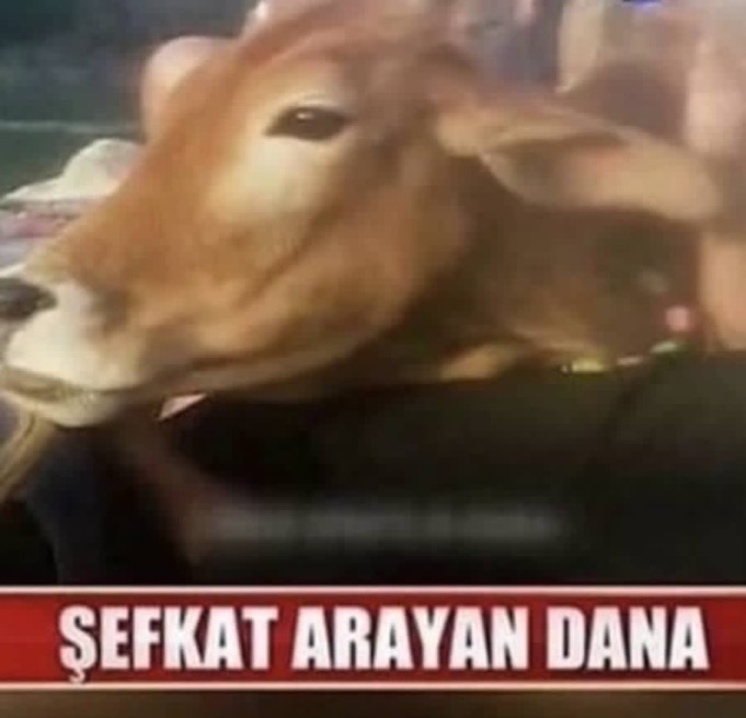 Ruh halinizi hangi görsele benzetiyorsunuz?