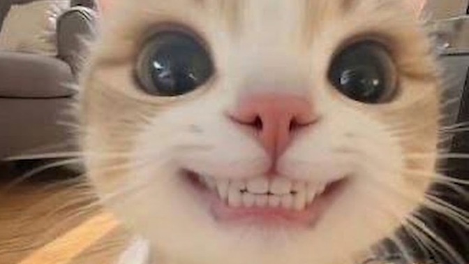 Kedim nasıl yakışıklı mı?
