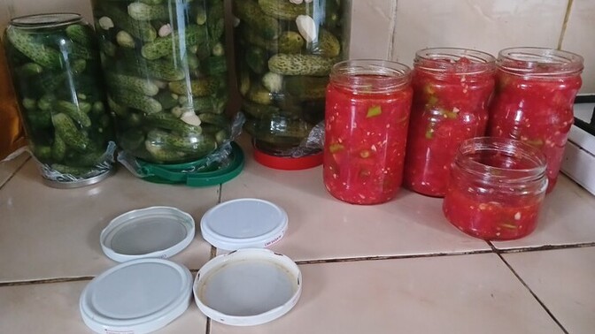 Hmarat mısınız yoksa tembel mi?