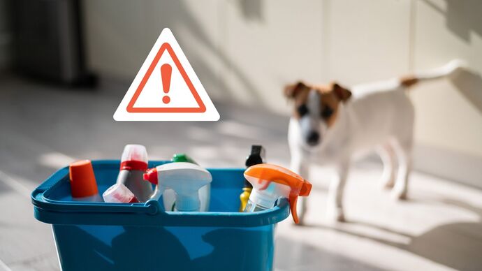 Kedi ve köpeklerde zehirlenme belirtileri neler, ilk yardımda ne yapmalı ne yapmamalı?