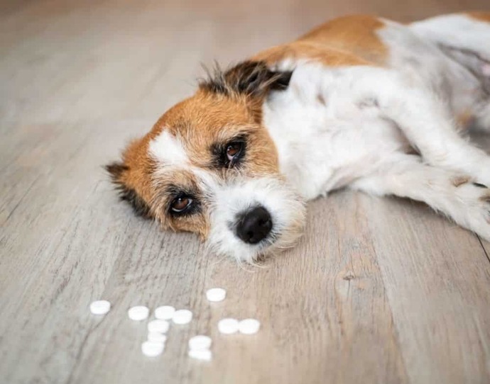 Kedi ve köpeklerde zehirlenme belirtileri neler, ilk yardımda ne yapmalı ne yapmamalı?