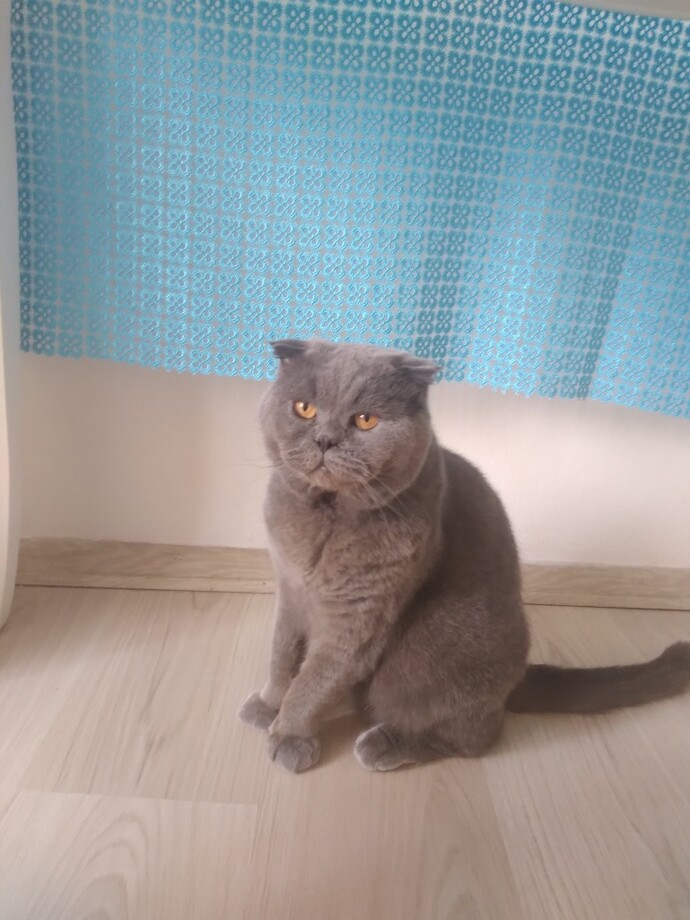 Veterinere kedinin kısır olduğunu söylemesek muayene ile anlayabilirler mi?