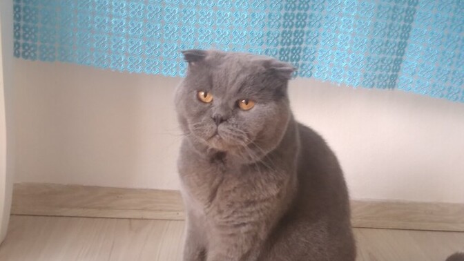 Veterinere kedinin kısır olduğunu söylemesek muayene ile anlayabilirler mi?