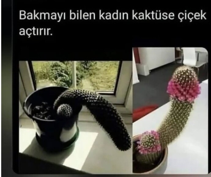 Erkekler mi kadınlar mı çiçeklerden daha iyi anlar, hele şu kaktüs olayında kim haklı?