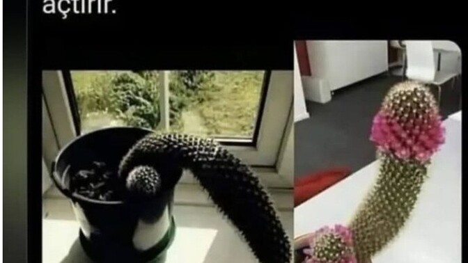 Erkekler mi kadınlar mı çiçeklerden daha iyi anlar, hele şu kaktüs olayında kim haklı?