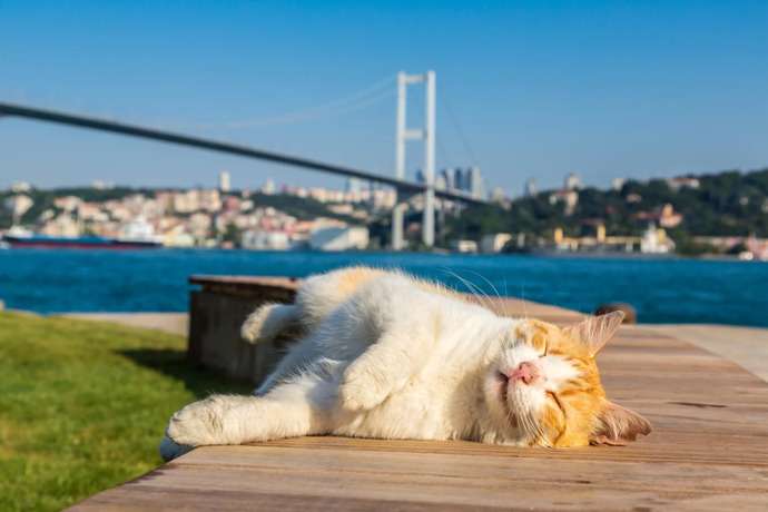 Türkiye neden kedi cumhuriyeti olarak görülüyor?