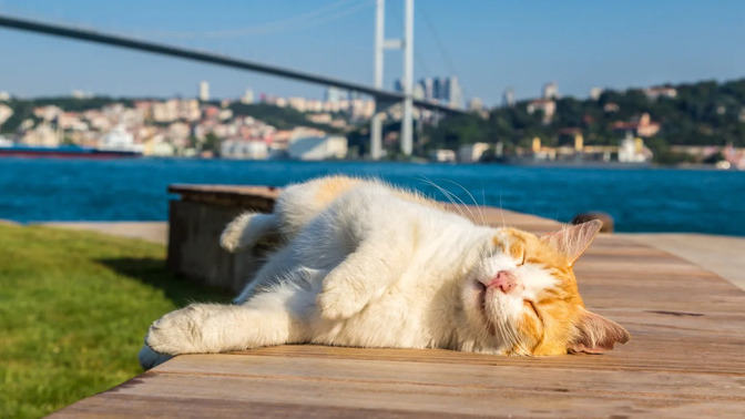 Türkiye neden kedi cumhuriyeti olarak görülüyor?