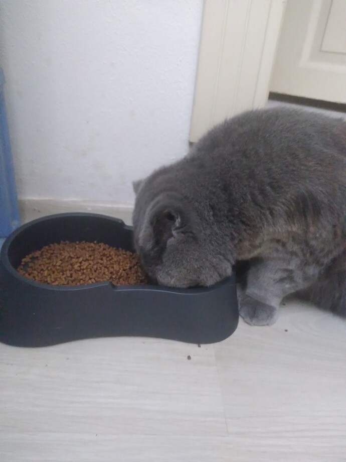 Veterinerde kedi muayene ücreti ile büyükbaş hayvan ücreti farklı mı, bu büyükbaşa mı girer?