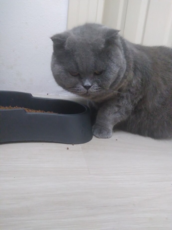 Veterinerde kedi muayene ücreti ile büyükbaş hayvan ücreti farklı mı, bu büyükbaşa mı girer?