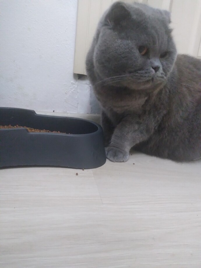 Veterinerde kedi muayene ücreti ile büyükbaş hayvan ücreti farklı mı, bu büyükbaşa mı girer?