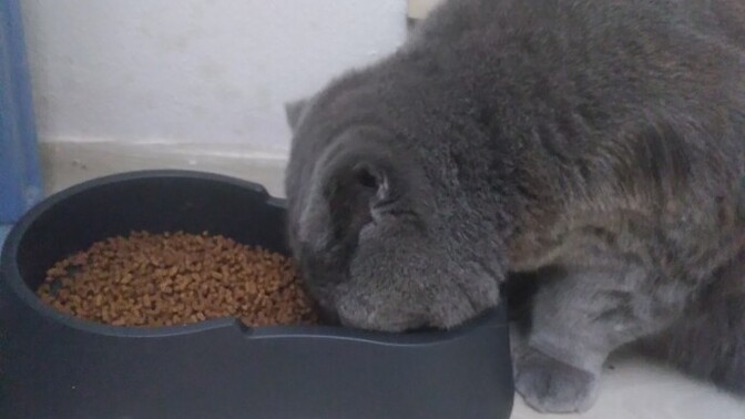 Veterinerde kedi muayene ücreti ile büyükbaş hayvan ücreti farklı mı, bu büyükbaşa mı girer?